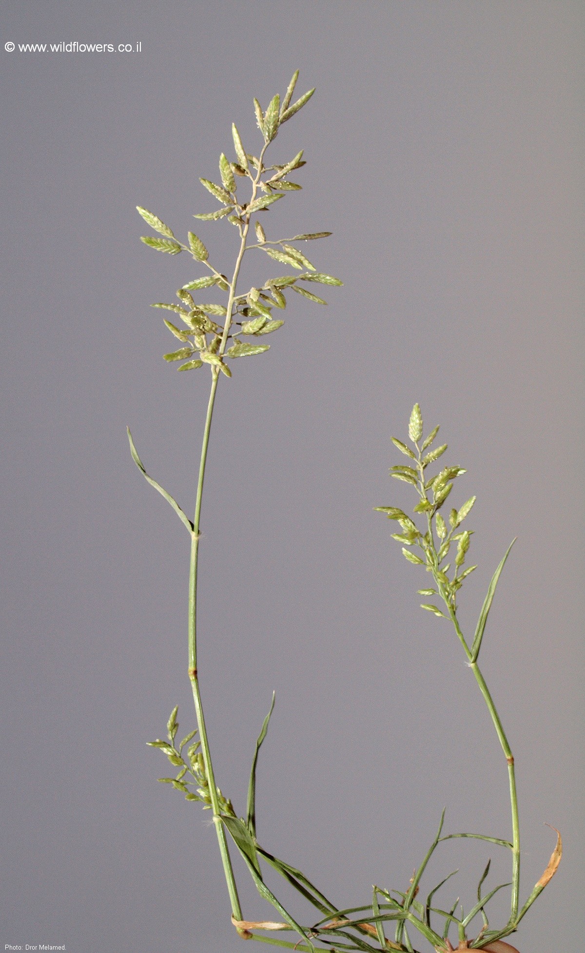  Eragrostis minor